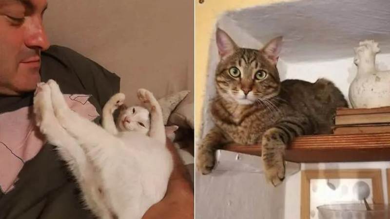 В Італії дві кішки врятували сім'ю від загибелі під час зсуву