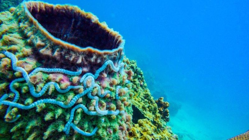 Шкодять коралам: Таїланд заборонив використання сонцезахисних кремів