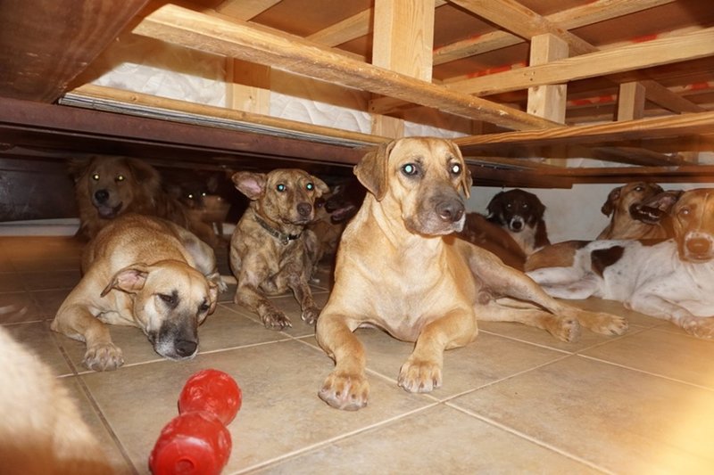 Мешканка Багамських островів врятувала 97 собак від урагану Доріан