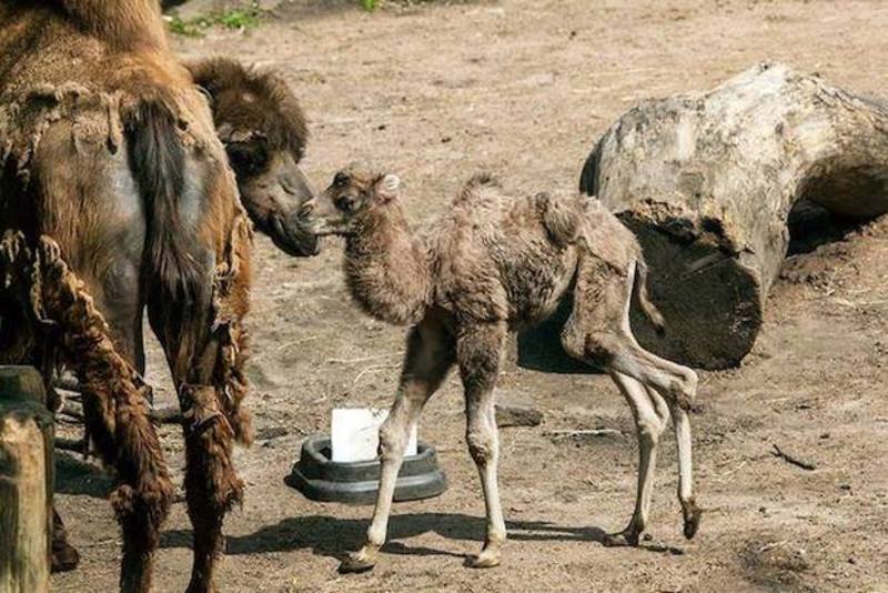 LINCOLN PARK ZOO INTRODUCES BABY BACTRIAN CAMEL