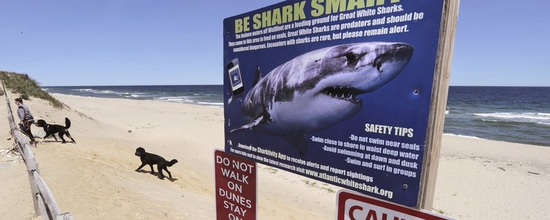 Триметрова біла акула вбила серфера в Австралії