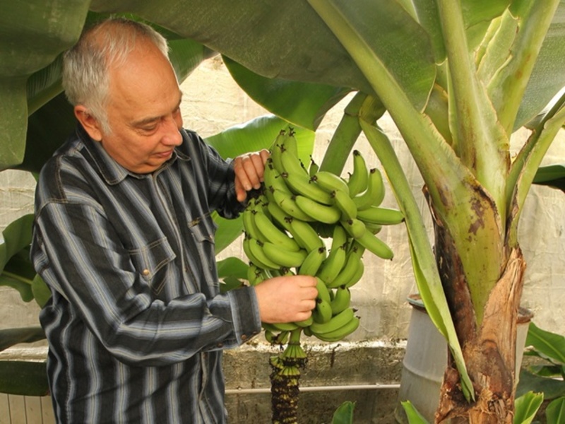 На Київщині знаходиться унікальна бананова ферма