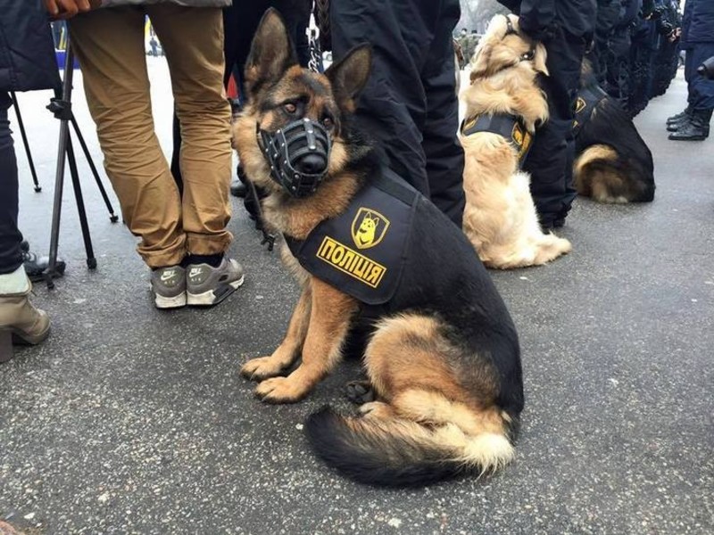 В Україні створили форму для поліцейських... собак