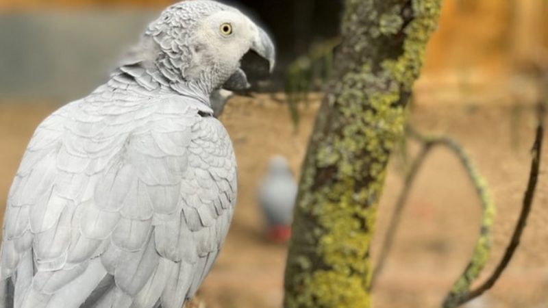 У британському зоопарку ізолювали папуг, які лаялися на відвідувачів