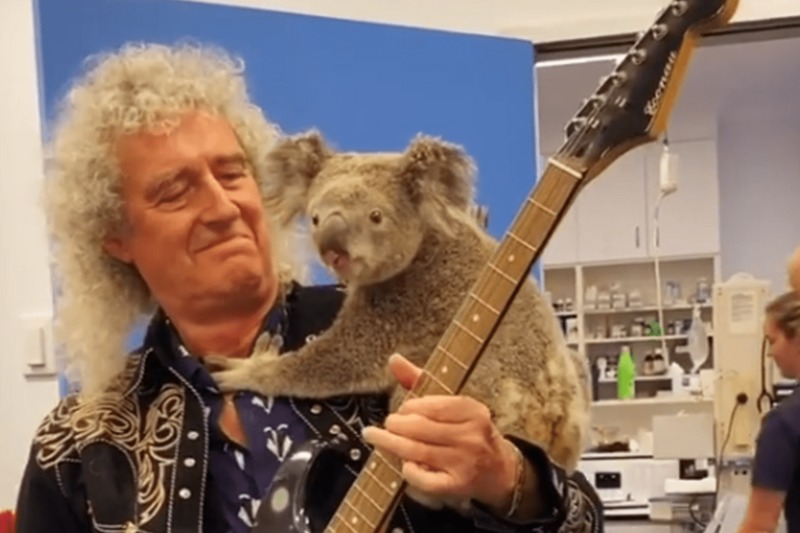 Гітарист Queen влаштував концерт для коали, яку врятували від пожеж в Австралії. Відео