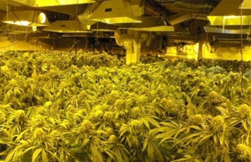 У каліфорнійському меблевому магазині знайшли плантацію марихуани