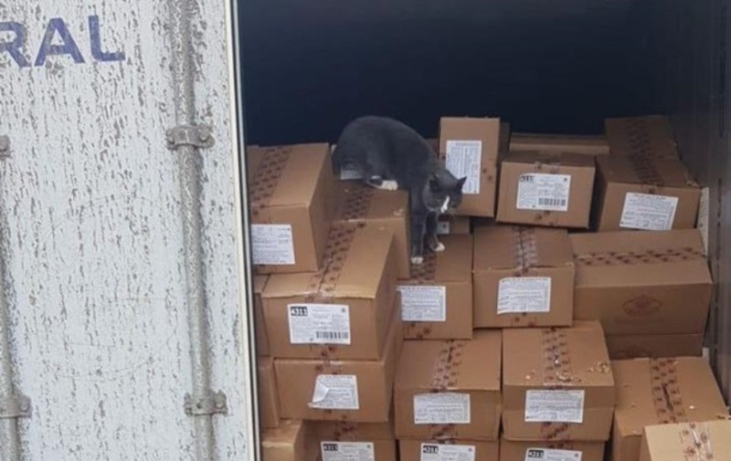 Кіт з Одеси випадково потрапив у вантажний контейнер та опинився в Ізраїлі
