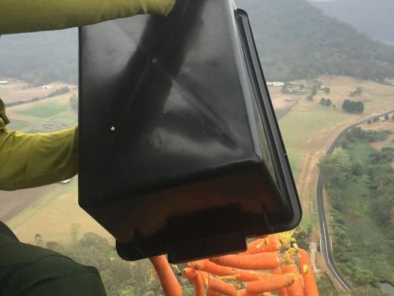 В Австралії з вертольоту скинули тисячі кілограмів овочів для тварин постраждалих від пожеж