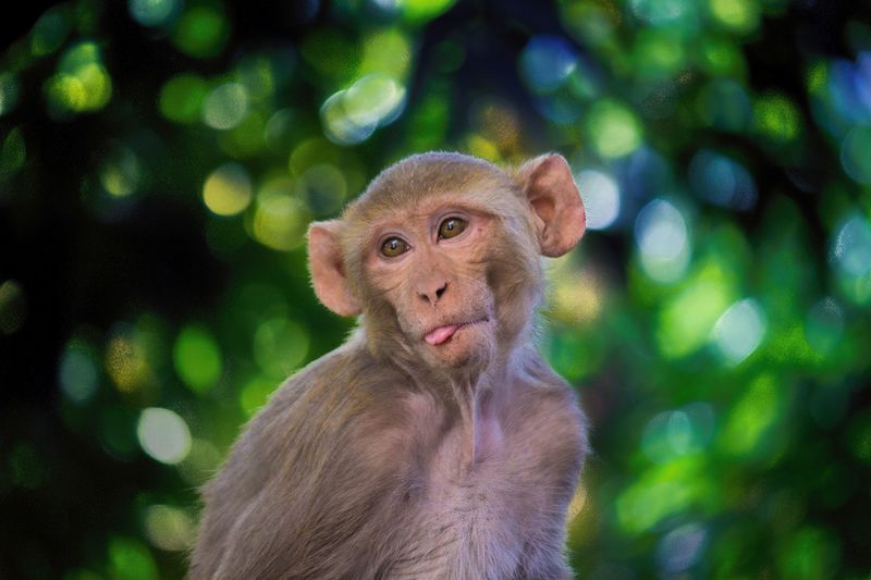 В Індії група мавп викрала зразки крові хворих на коронавірус