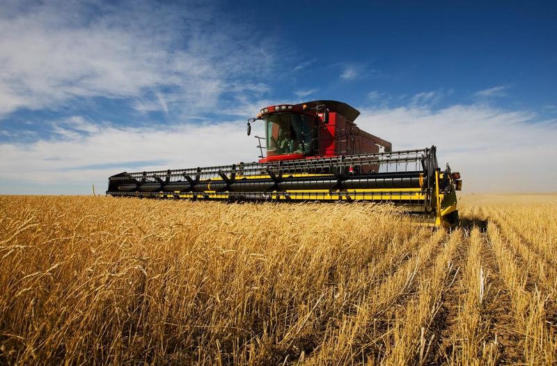 Україна збере другий рекордний за обсягом врожай у новітній історії