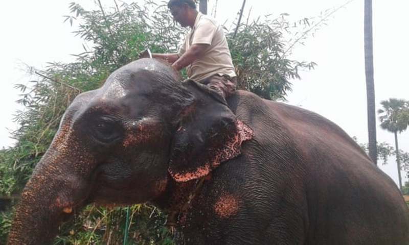 Житель Індії залишив cпадок своїм слонам