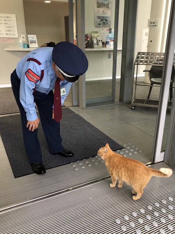 Коти роками намагаються зайти в японський музей, але їх не пускають. Відео