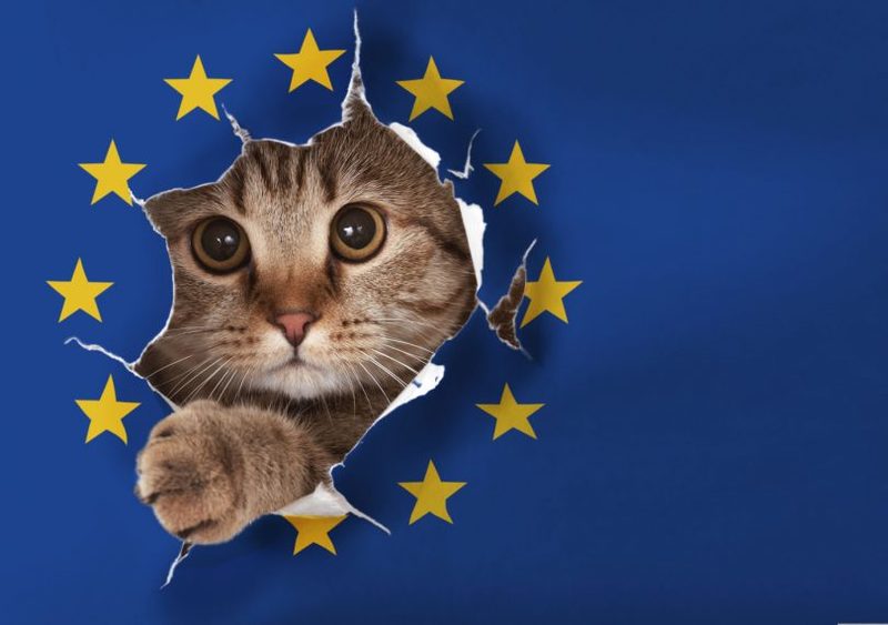 Міністр євросправ Франції назвала свого кота Brexit