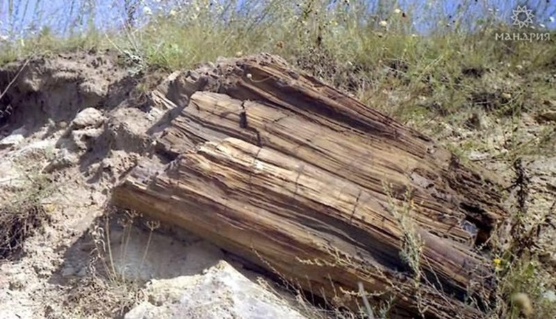 В Україні знаходяться найстаріші дерева на Землі