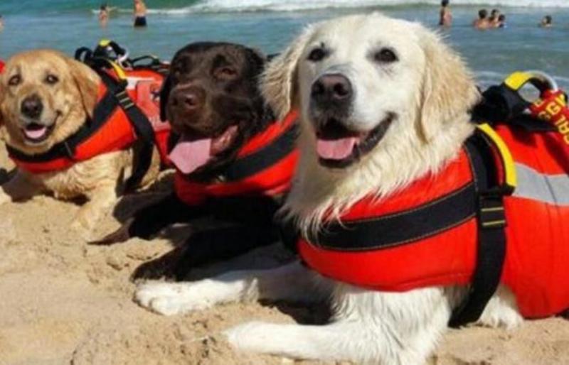 В Італії собаки врятували 14 людей, яких течією віднесло у море