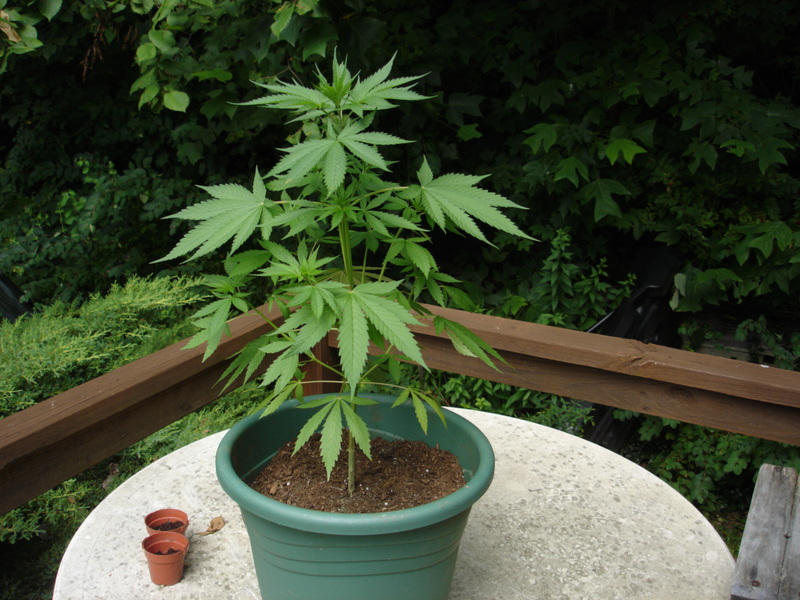 У Сакраменто схвалили нові правила вирощування марихуани