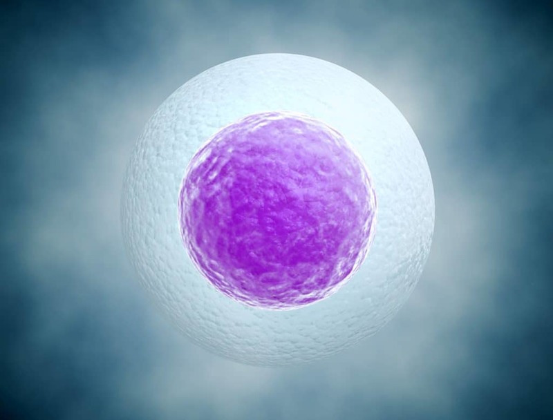 Вперше в історії вчені виростили людську яйцеклітину