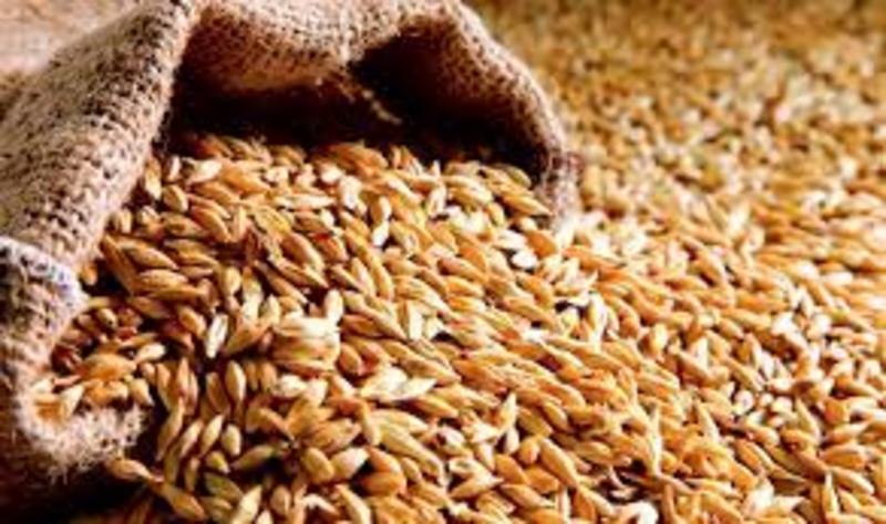 Україна стала основним постачальником пшениці до країн Євросоюзу
