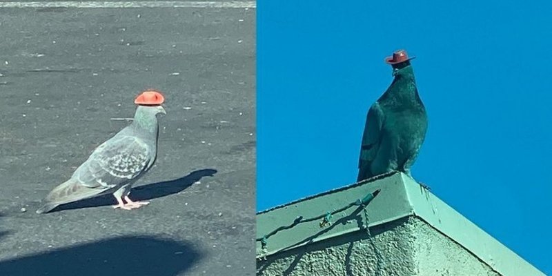 У Лас-Вегасі літають голуби з мініатюрними ковбойськими капелюхами.Відео