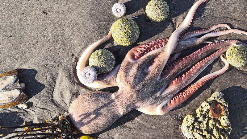 На Камчатці раптово загинули сотні морських істот