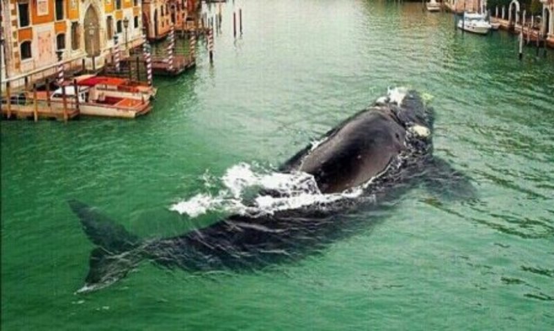 У Венецію заплив кит - наслідки глобального потепління