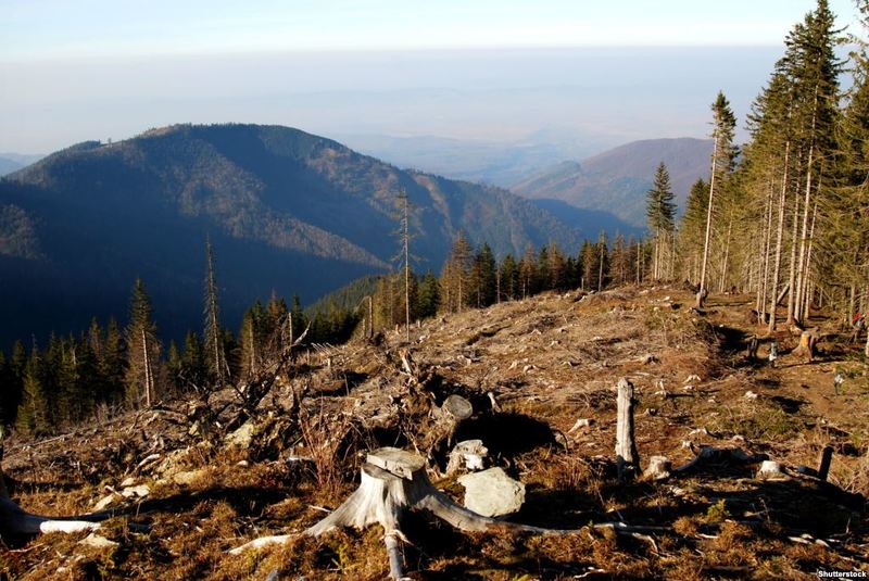 Карпати опинилися у великій небезпеці через вирубку лісів - ООН