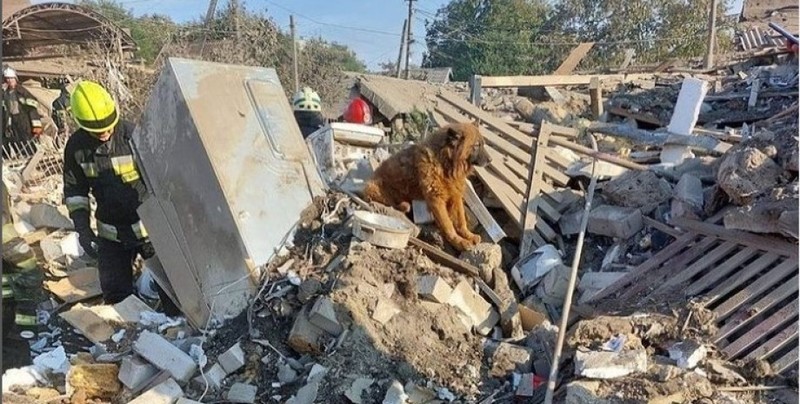 У Дніпрі від російської ракети загинула сім’я — на руїнах їх чекав уцілілий пес Крим